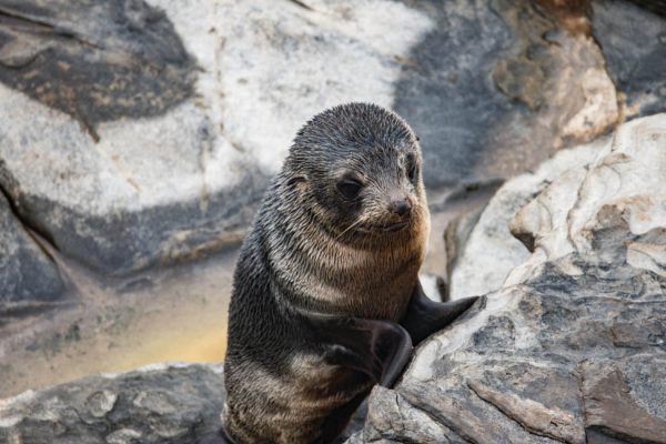 onekangarooisland-37